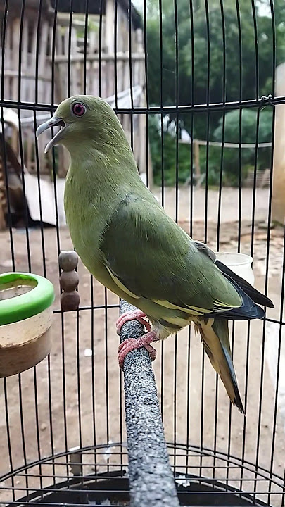 Suara punai daun betina | Punai daun gacor #punai_gading #punai #punaidaun #shorts #shortsviral