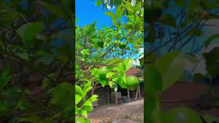 Panas Panas Paling Mantap Bikin Es Jeruk jeruk