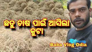ଛତୁ ଚାଷ ପାଇଁ ଆସିଲା କୁଟା | Pandu kuta collection | Chhatu farming