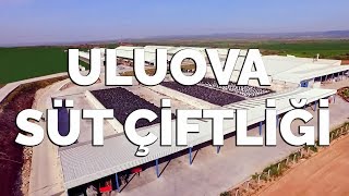 Uluova Süt Çiftliği