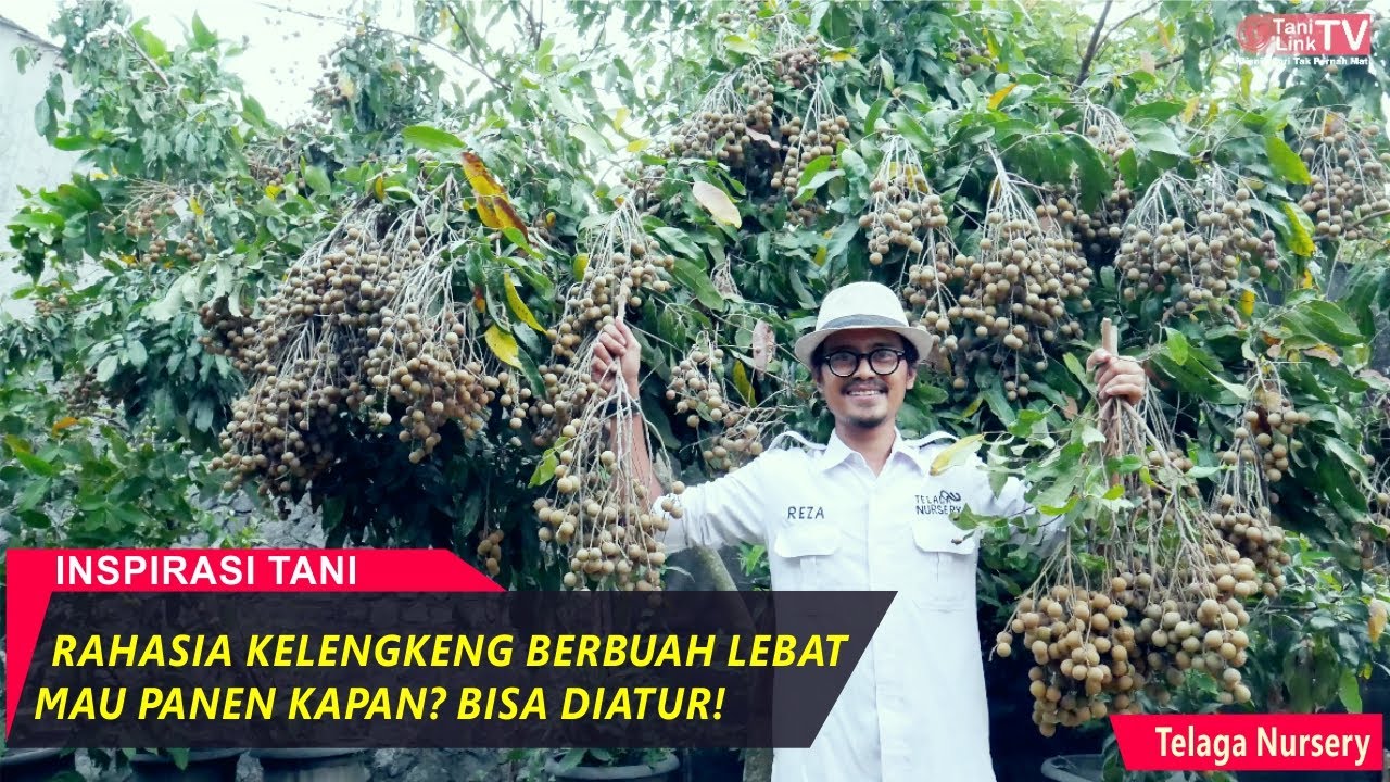 Kelengkeng Itoh Super, Panen 1 Pohon Bisa 100 Kg dan Tidak Mengenal Musim