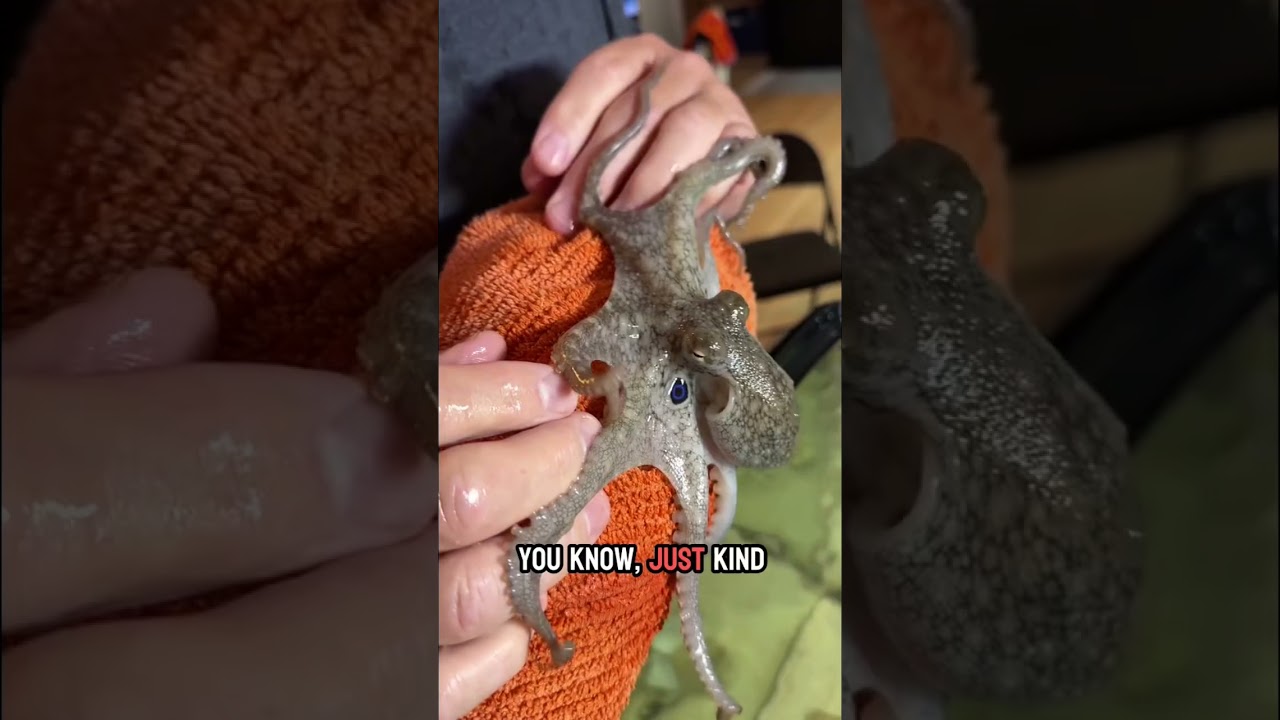 Мой новый осьминог наконец-то хочет дружить