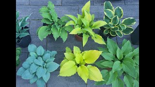 :      L  M  ,     #collection #2024 #garden #plants