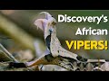 Full Discovery Channel Documentary Compilation Deadliest African Vipers 
