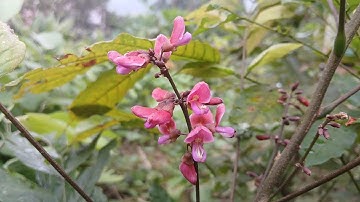 Chữa tiêu hóa kém đau nhức xương rắn độc cắn từ cây Bạch Chỉ Nam. Hành Trình Miền Núi 