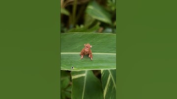 Found alittle fart  bug😅 special effects| 3D animation| @vfxhd @vfxgaurav #shorts #trending