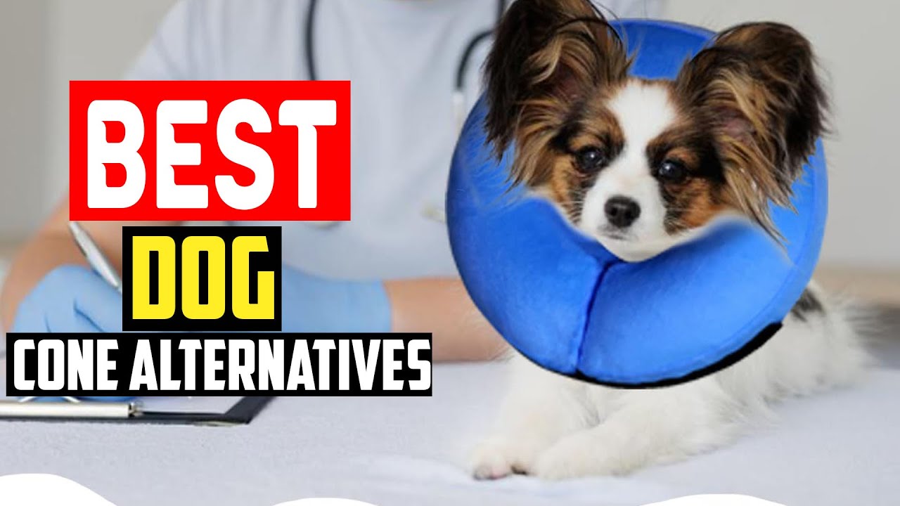 ✅Top 5 Best Dog Cone Alternatives in 2025