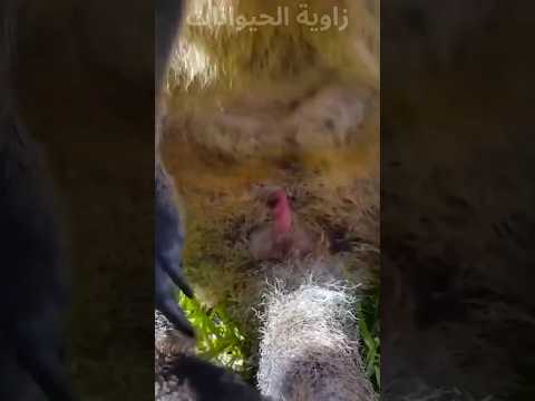 ولادة الكنغر