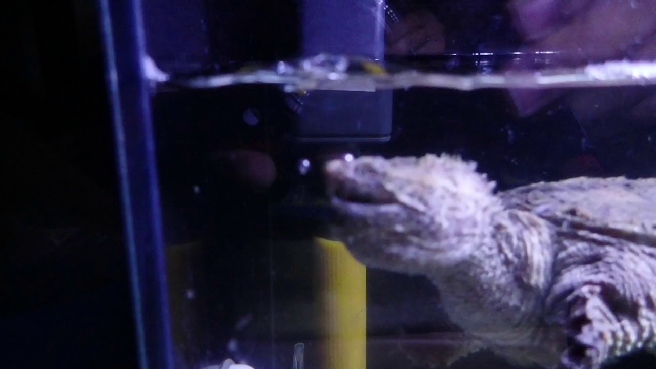 camera iphone 8 plus apk 2018/9/9 佛州擬鱷龜食飼料 慢動作 common snapping turtle