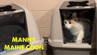 Maine Coon Uses New Litter Box