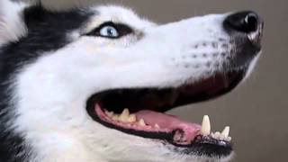 True Facts About Mishka the Talking Husky