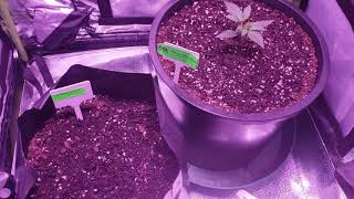 Autoflower Budget Tent  🧀 💪🏾   📛Update📛