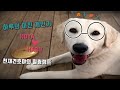 천재견 호야 힐링 영상과 하루의 상상초월 개인기 (Dogs Videos=Healing,Amazing dog thinking)