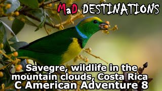 Savegre  wildlife in the mountain clouds, Costa Rica