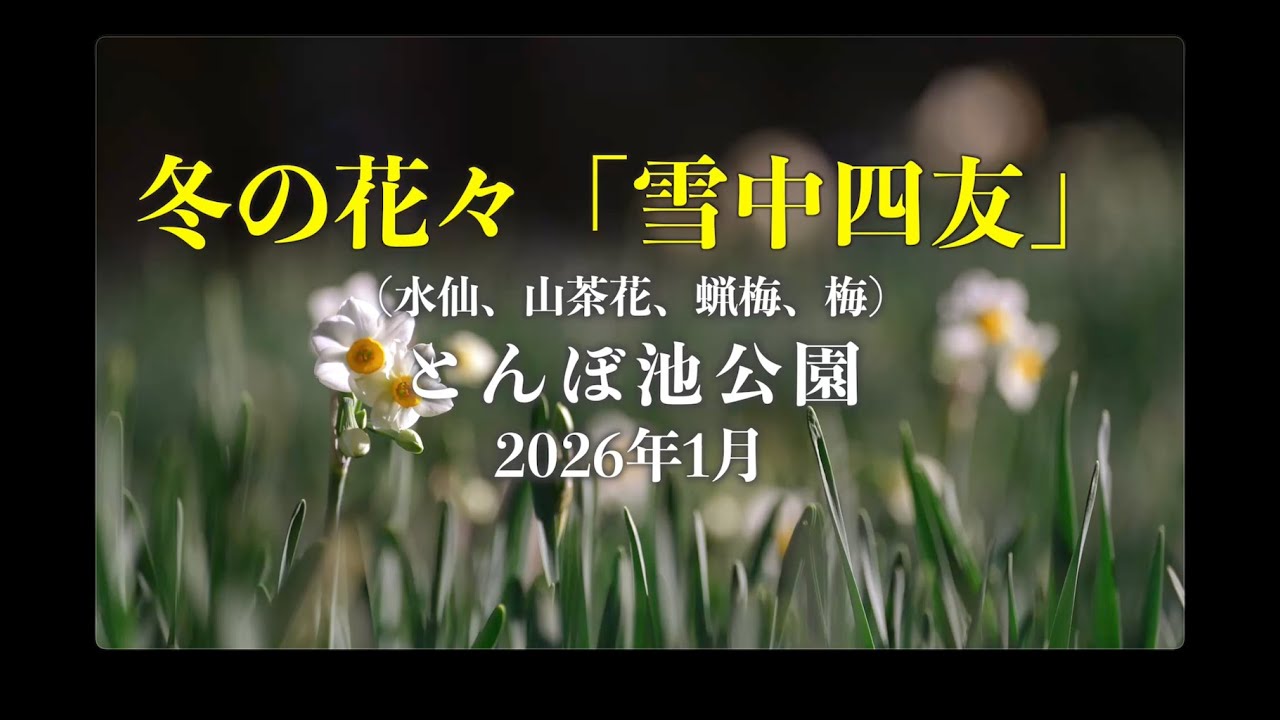 冬の花々、水仙、梅、蝋梅、山茶花咲くとんぼ池公園　2026年1月