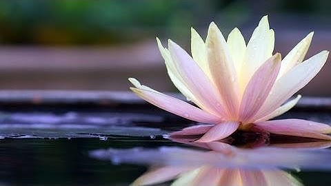 6B G1 Serre automatisée 2018-2019