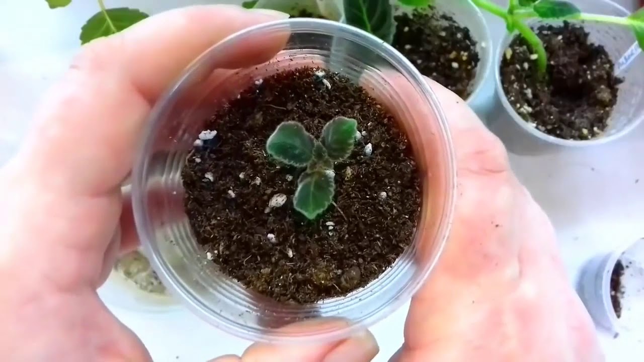 клубни глоксинии просыпаются что делать. глоксиния в период покоя. глоксинии проснулись в феврале что делать. фото проснувшейся глоксинии. пробуждение глоксинии.