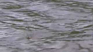 Morrish Mouse V Pike