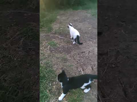 Муня - YouTube