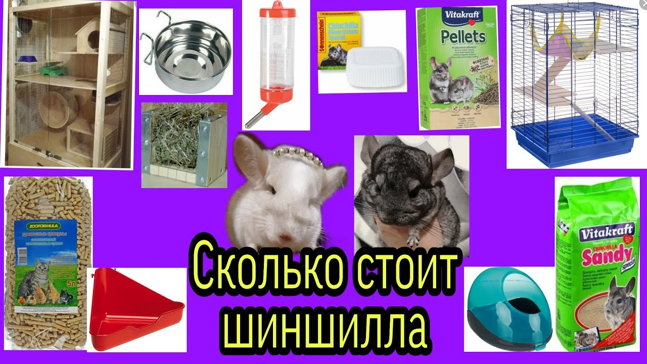 Где В Ижевске Можно Купить Шиншиллу