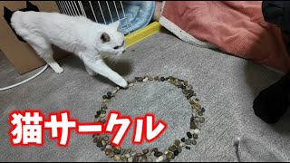 2024.5.26 推定20歳♀　今日のミミちゃん猫サークル