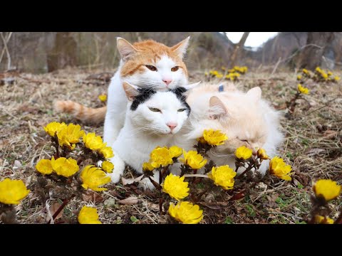 満開の福寿草とねこ2022　Cat and flowe  220325