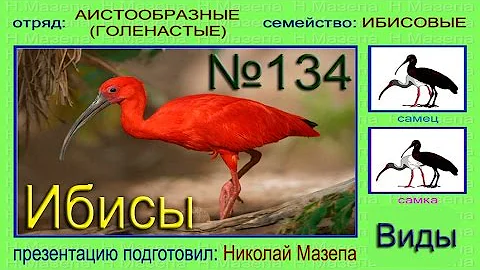 Ибисы. Виды