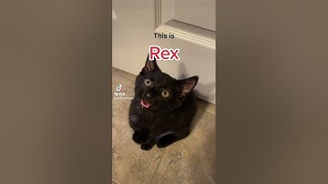 Rex the Tripod