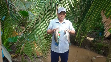 Tập 7: thả câu chai trúng mánh cá lóc đồng