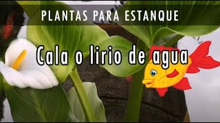 Cala o Lirio de agua - Plantas para estanque