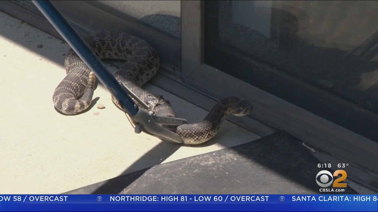 Snake Wrangler Has Never Been Bit While Catching Rattlesnakes In SoCal -  YouTube