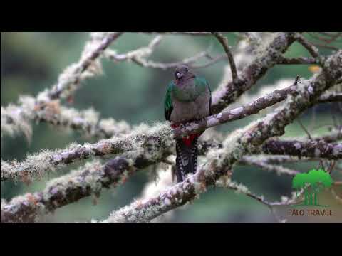 Video: El Valle de los Quetzales en Costa Rica