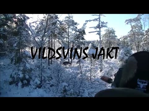 E&M Jakt Vildsvinsjakt i vinterlandskap