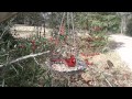 Cardinal Defends Bird Feeder Cardinal Defends Bird Feeder