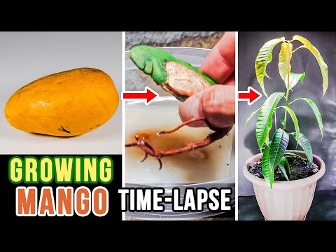 Growing Mango Tree From Seed (66 Days Time Lapse)