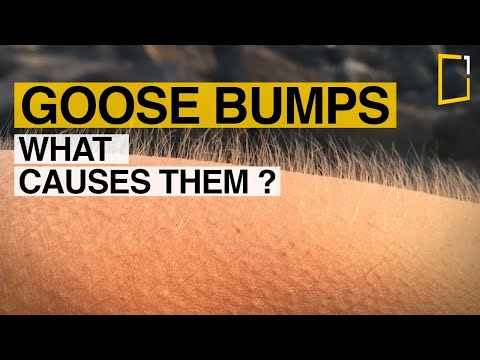 Why do humans get "goosebumps" when they are cold, or under other circumstances?