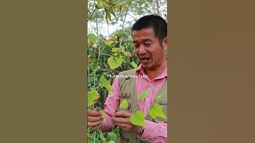 Dây Chìa Vôi – Thảo dược dân gian hỗ trợ giảm đau nhức xương khớp hiệu quả  #tiensiphuongthaoduoc