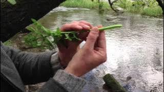 Hemlock Water Dropwort, Oenanthe crocata