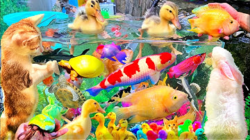 Bắt Các Con Vật Dễ Thương, Vịt Con Cá Cảnh, Mèo Dễ Thương, Rùa Thỏ, Cá Vàng Bơi, Koi