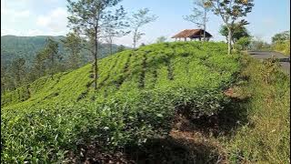 story WA (kebun teh gamping,Bojonggambir Tasikmalaya)