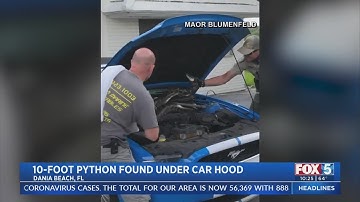 Driver Finds 10-Foot Python Under Car Hood