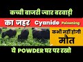 कच्ची घास का जहर Cyanide Poisoning in Cattle पुख्ता इलाज