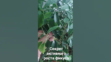 Секреты активного роста фикуса Бенджамина