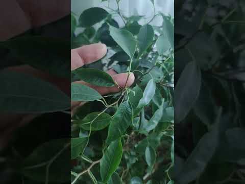 Video: Ficus Benjamin: oblikovanje krone