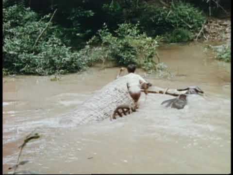 wild-cattle-in-cambodia-(គោព្រៃនៅកម្ពុជា)-part-1