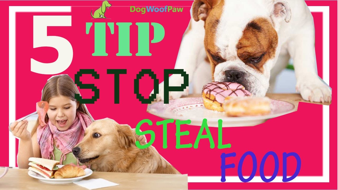 5 Tips to Stop Your Dog From Stealing Your Food | DOG WOOF PAW - YouTube