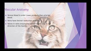 Mammalian Cardiac Anatomy and Physiology (VETERINARY TECHNICIAN EDUCATION)