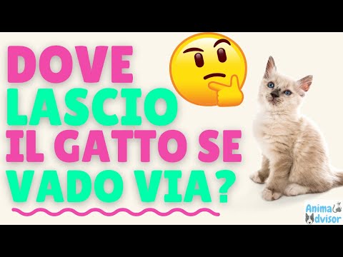 Video: 4 opzioni per il vostro animale domestico quando si prende una vacanza estiva