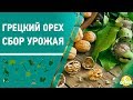 Грецкий орех. Сбор урожая. 6 соток 14.10.2019
