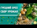 Грецкий орех. Сбор урожая. 6 соток 14.10.2019